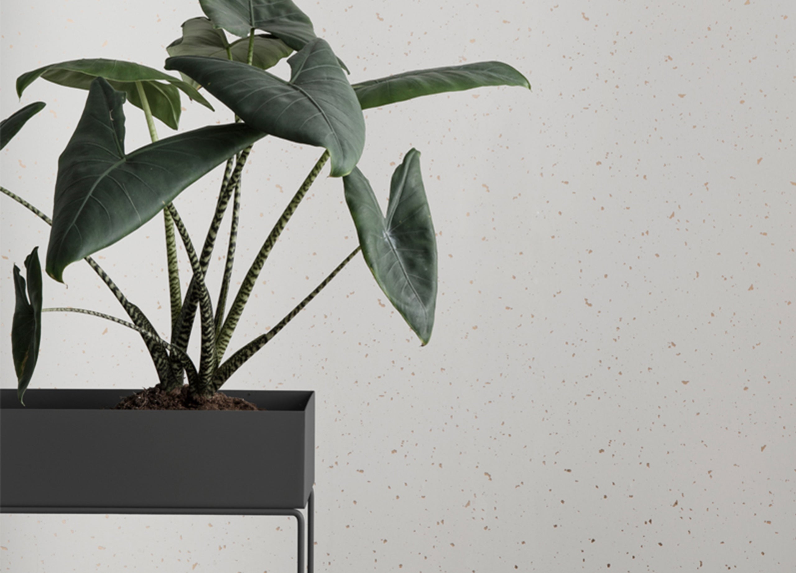 Plant Box